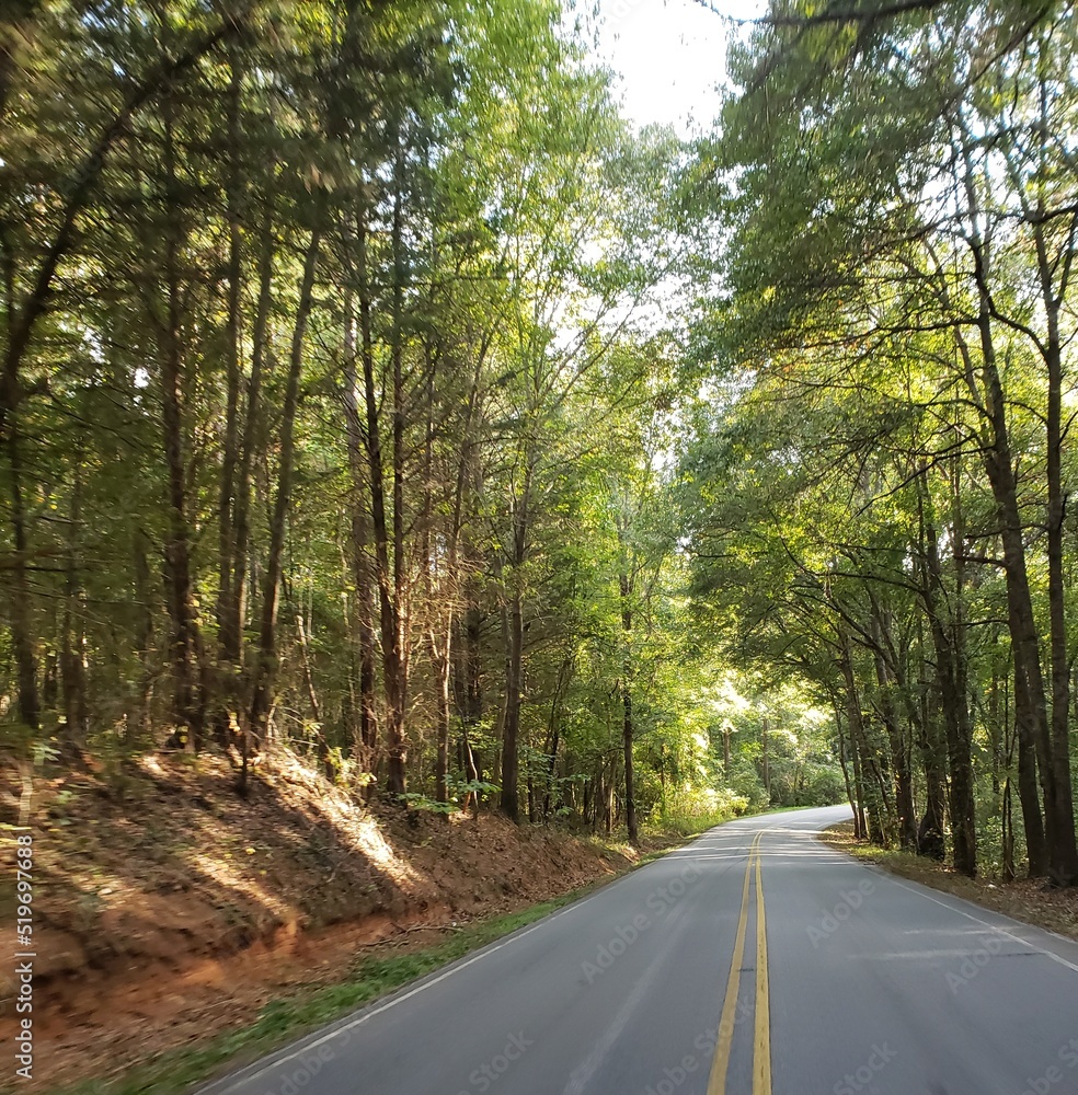 Naklejka premium road in the woods
