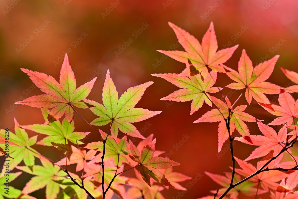 紅葉へと変色中のもみじ 紅葉へと変色中のもみじ