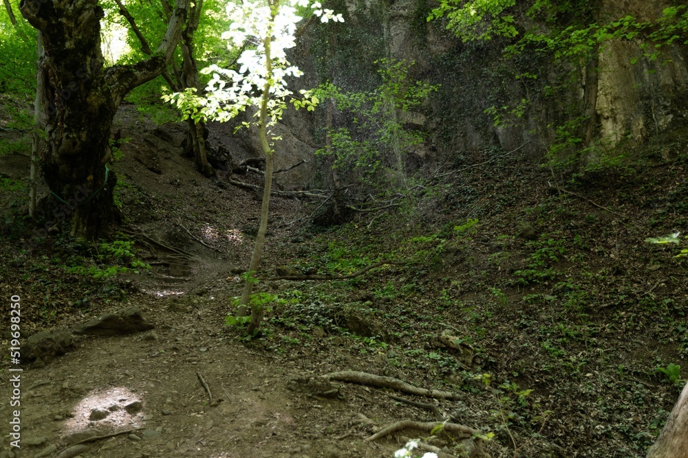 Fototapeta premium Tropical or european forests background