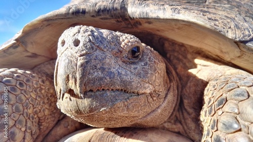 tortoise
