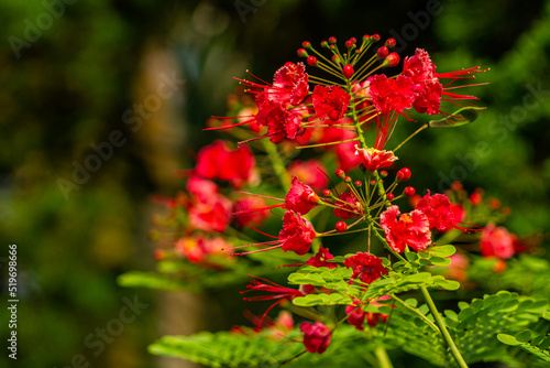 Pride of barbados plant blooming in red