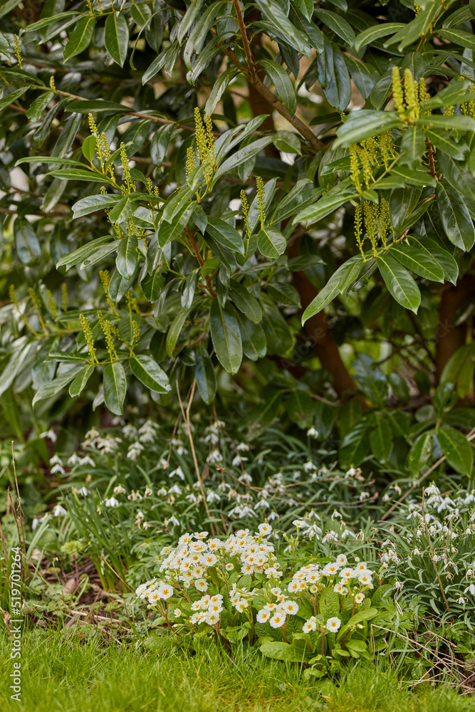 Beautiful and natural green spring garden flowers and plants growing outdoor during the day. Landscape of many primrose flowering plant and shrub grown as landscaping in a park in springtime season Beautiful and natural green spring garden flowers and plants growing outdoor during the day. Landscape of many primrose flowering plant and shrub grown as landscaping in a park in springtime season