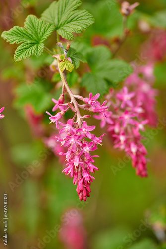 My garden. Colorful, beautiful pink flowers growing in a garden. Ribes sanguineum or flowering currants with vibrant petals from the gooseberry species blooming, blossoming and sprouting in nature.