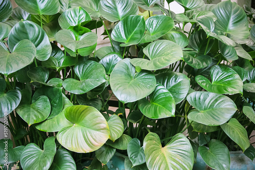 Green heart leaf philodendron hederaceum in garden background photo
