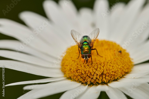 Pollen, plants and flower being pollinated by a fly in a nature park, garden or field. Insect, bee or bug collecting, gathering or getting nectar from a daisy flower in a natural environment