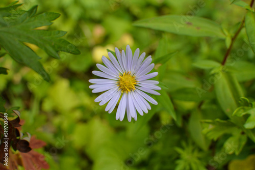 White Daisy Flower