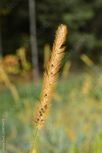 Golden Wheat