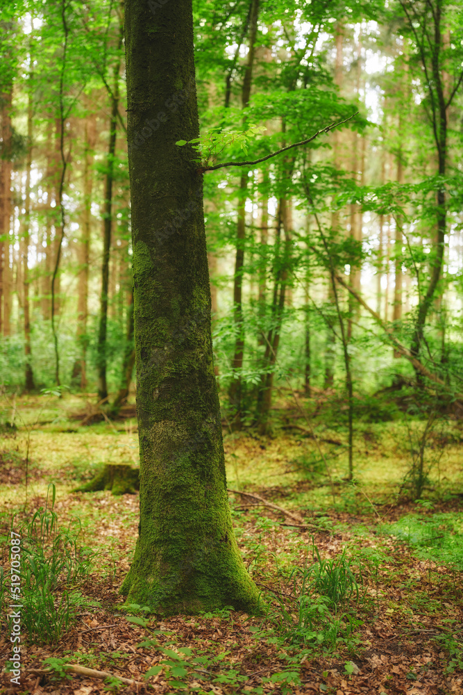 Beautiful, relaxing and lush forest trees with green wild grass and plants in nature during spring. Landscape view of agriculture in the woods. A natural environment with brown leaves on the ground Beautiful, relaxing and lush forest trees with green wild grass and plants in nature during spring. Landscape view of agriculture in the woods. A natural environment with brown leaves on the ground