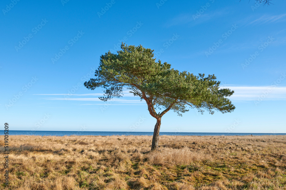 Obraz premium Trees, plants and grass on a field or meadow in the countryside in summer. Landscape, copyspace and beautiful view of a piece of land in a natural environment against a clear blue sky