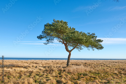 Trees, plants and grass on a field or meadow in the countryside in summer. Landscape, copyspace and beautiful view of a piece of land in a natural environment against a clear blue sky © SteenoWac/peopleimages.com