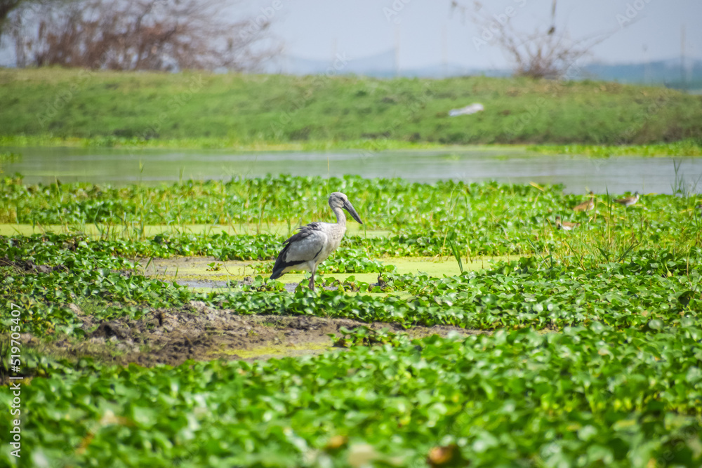 Asian openbill or openbill stork resting near the lake. Large wading bird. Asian openbill or openbill stork resting near the lake. Large wading bird.