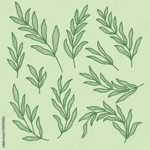 set collection of hand drawing aesthetic rustic leaves branch with line texture outline art