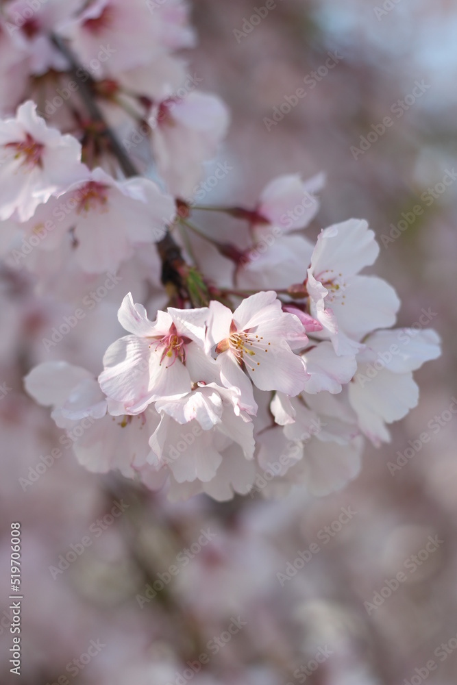 Close up of cute sakura (cherry blossom) wallpaper background, Japan