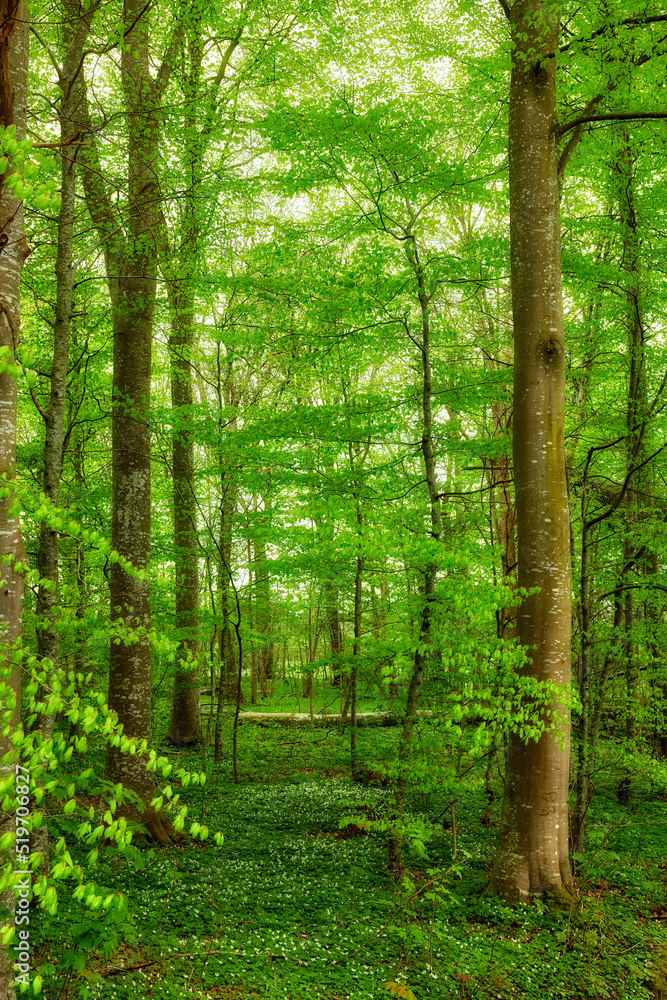 Beautiful, large and green trees in a forest landscape on a summer day outside in nature. Outdoor leafy view of tall grass and plants. Natural, peaceful and relaxing outdoors with growing plant life. Beautiful, large and green trees in a forest landscape on a summer day outside in nature. Outdoor leafy view of tall grass and plants. Natural, peaceful and relaxing outdoors with growing plant life.