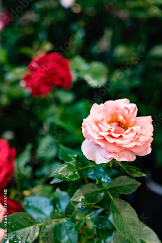 beauty roses in the garden