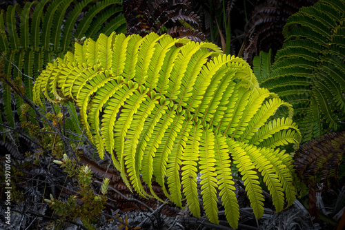 Naturaleza Bella