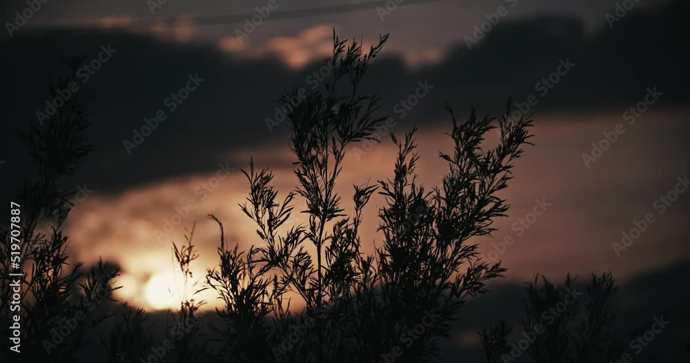 Silhouette of Leaves Swaying in Sunset Breeze Backlit by Scenic Clouds. Cinematic Sunrise Slowmotion Closeup Dark 4K Silhouette of Leaves Swaying in Sunset Breeze Backlit by Scenic Clouds. Cinematic Sunrise Slowmotion Closeup Dark 4K