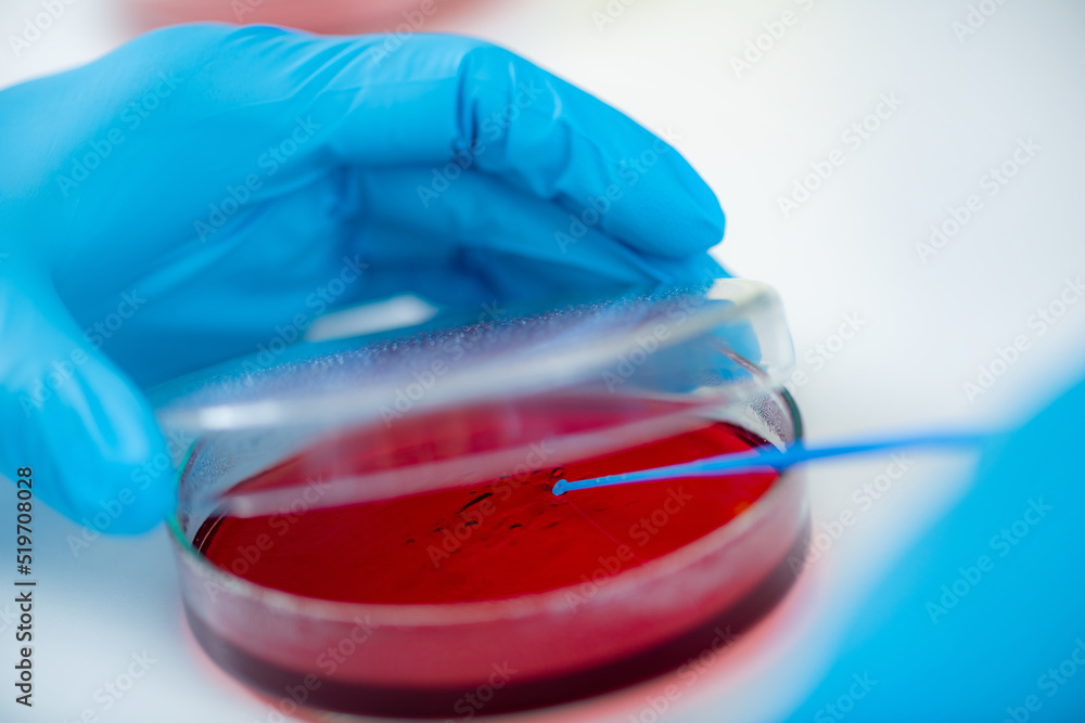 Microbiology laboratory work. Hands of a microbiologist working in a