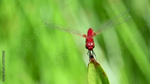 Red dragonfly peach on a leaf scarlet basker Urothemis signata damselfly insect hunter predator photo