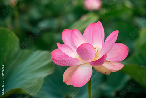 A pink lotus flower sways in the wind. Against the background of their green leaves. Lotus field on the lake in natural environment. © svetograph