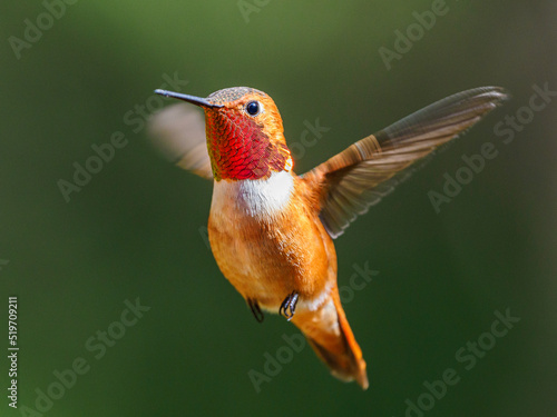 A male Rufous hummingbird (Selasphorus rufus) hovering in mid-air photo