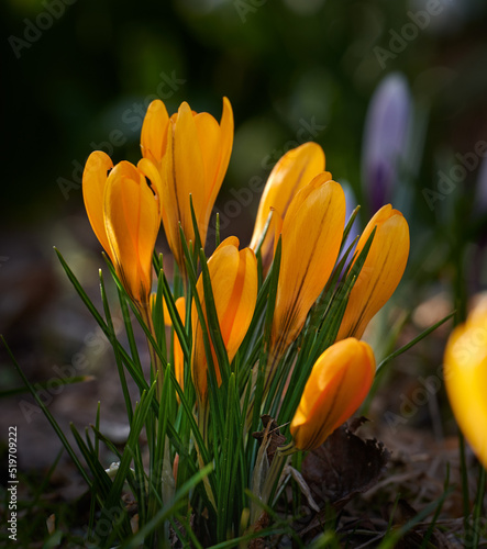 Beautiful, colorful spring flowers growing in a natural garden landscape outside. Closeup view of a fresh orange snow crocus flower among green grass and plant life. Bright, pretty plants in nature.