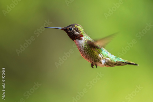 A male Anna's Hummingbird (Calypte anna) hovering in mid-air.