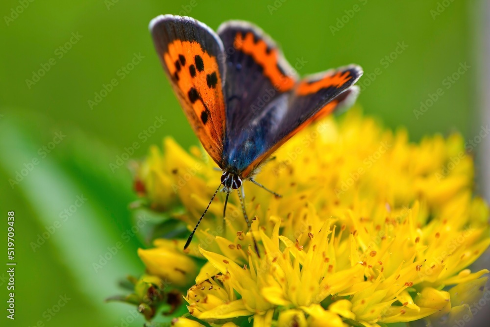 Obraz premium 春から秋に身近な公園や草原で見られるオレンジ色の美しいチョウ、ベニシジミ