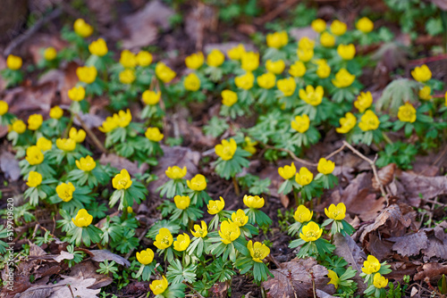 Bilde på lerret Beautiful, colorful and pretty yellow flowers growing in garden on a sunny spring day outside from above