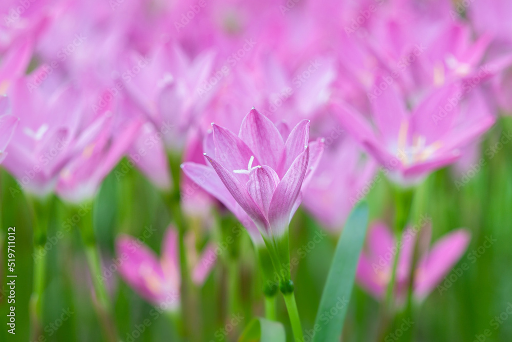 Fototapeta premium Cute pink small romantic flowers with blur green background macro