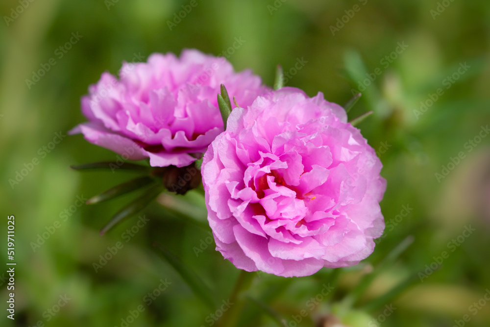 Pink small roses romantic flowers buds with blur green background macro