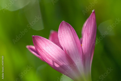 Cute pink small romantic flower with blur green background macro