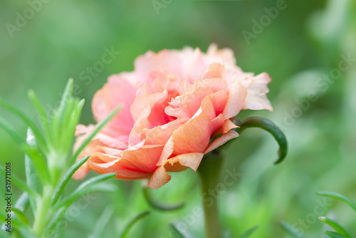  Orange small rose romantic flower with blur green background macro