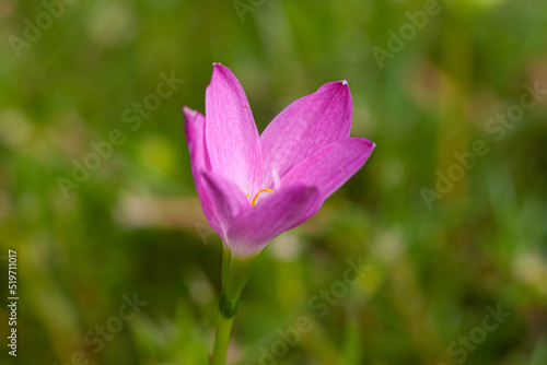 Cute pink small romantic flower ine bud with blur green background macro