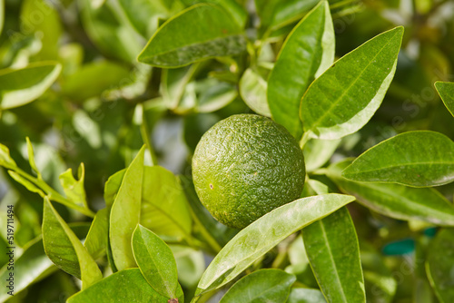 Closeup of a healthy and fresh green fruit growing in a calming outdoor garden. A ripe and vibrant colorful citrus lime that is perfect for a well balanced diet and clean eating lifestyle