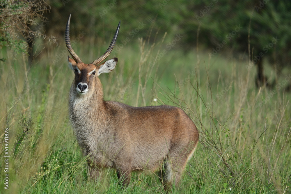 Naklejka premium Serengeti antelope and gazelle wildlife