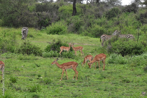 Serengeti antelope and gazelle wildlife