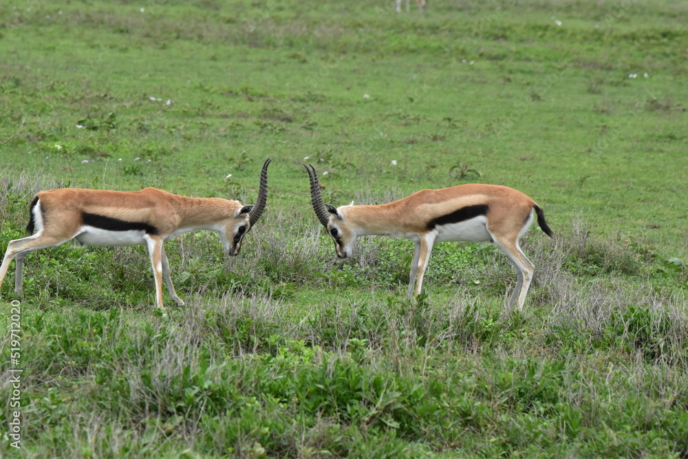Serengeti antelope and gazelle wildlife Serengeti antelope and gazelle wildlife
