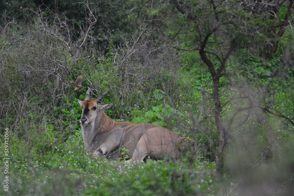 Fototapeta premium Serengeti antelope and gazelle wildlife