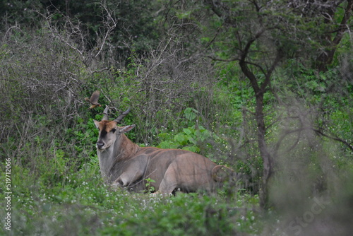 Serengeti antelope and gazelle wildlife