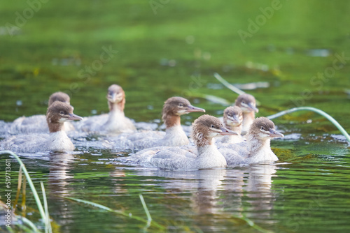 Fsmily of the waterfowls on a river.  photo