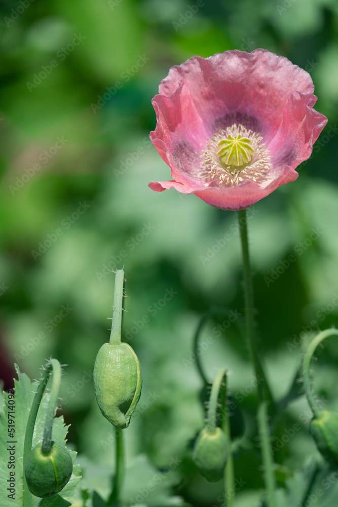 pink and purple blooming poppies on a green background on a summer day pink and purple blooming poppies on a green background on a summer day