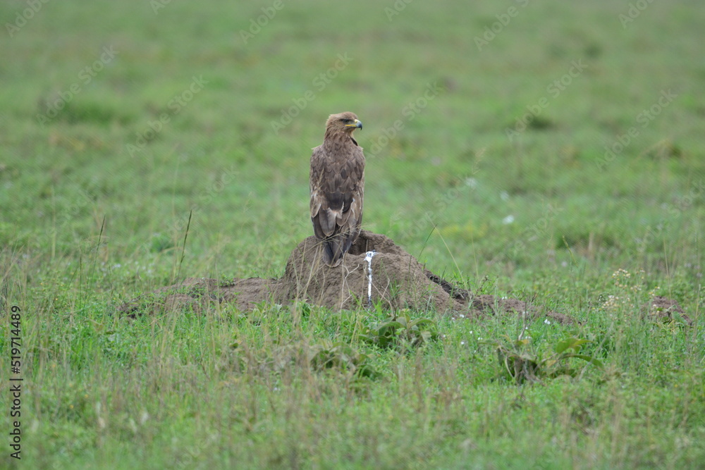 Fototapeta premium Birds of Serengeti
