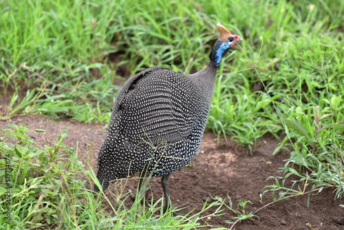 Birds of Serengeti