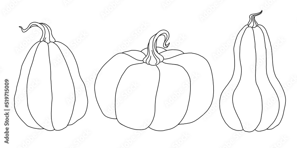 A set of different pumpkins drawn in black line on white by hand, isolated. Outline drawing. Harvest. Design elements for the fall holidays.