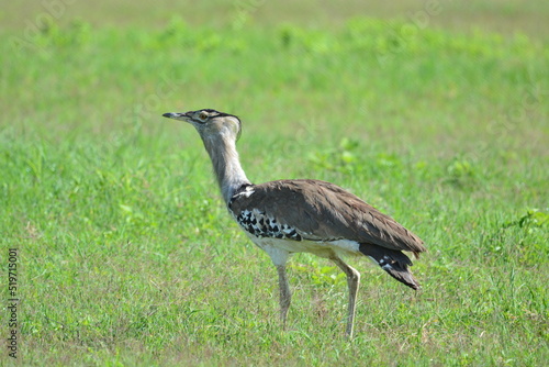 Birds of Serengeti