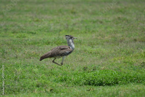 Birds of Serengeti