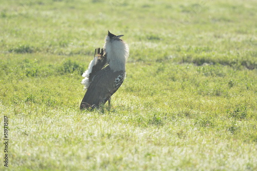 Birds of Serengeti - mating