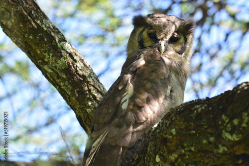 Birds of Serengeti - Owls