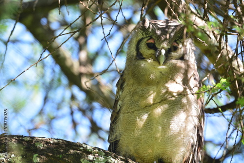 Birds of Serengeti - owl